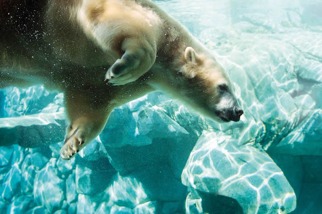 sea-world-gold-coast-polar-bear1