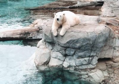 harbour-side-resort-gold-coast-attractions-sea-world-polar-bear